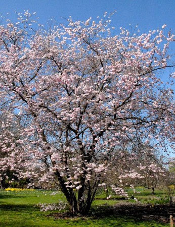 Prunus 'Accolade', sakura 'Accolade', 150-175, vícekmen, bal